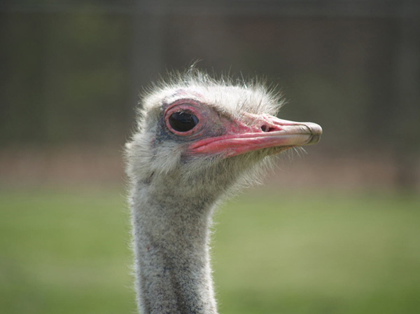 ostrich