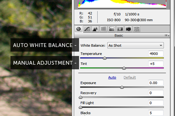 camera raw histogram white balance