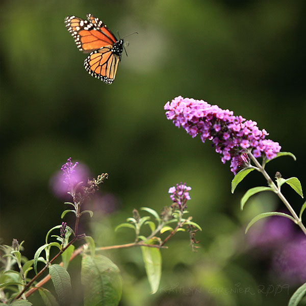 high speed photography