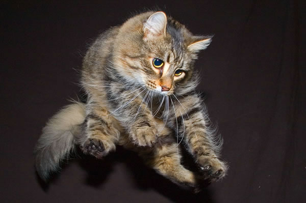 high speed photography