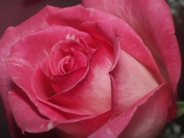 flower close-up