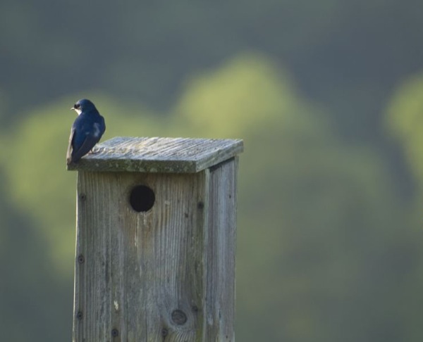 telephoto