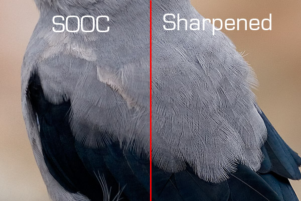 image focus and sharpness