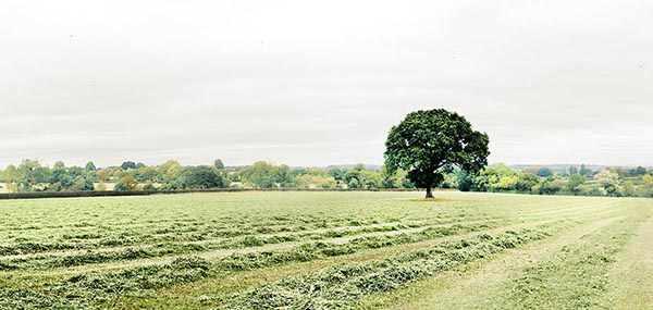 Panoramic Photo