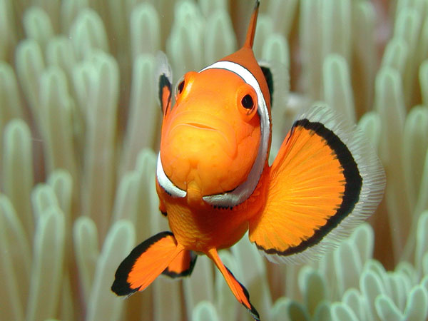 underwater photography inspiration