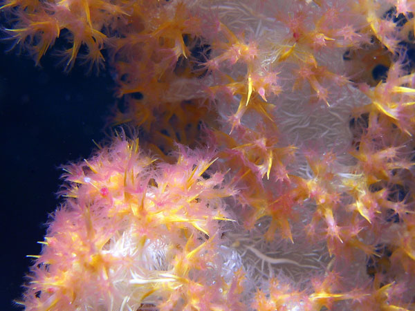underwater photography inspiration