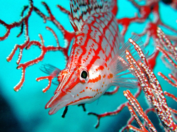 underwater photography inspiration