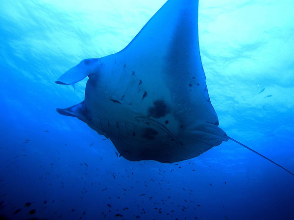 underwater photography inspiration