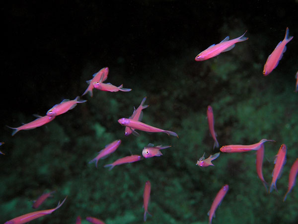 underwater photography inspiration