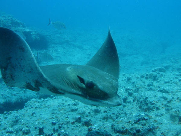 underwater photography inspiration