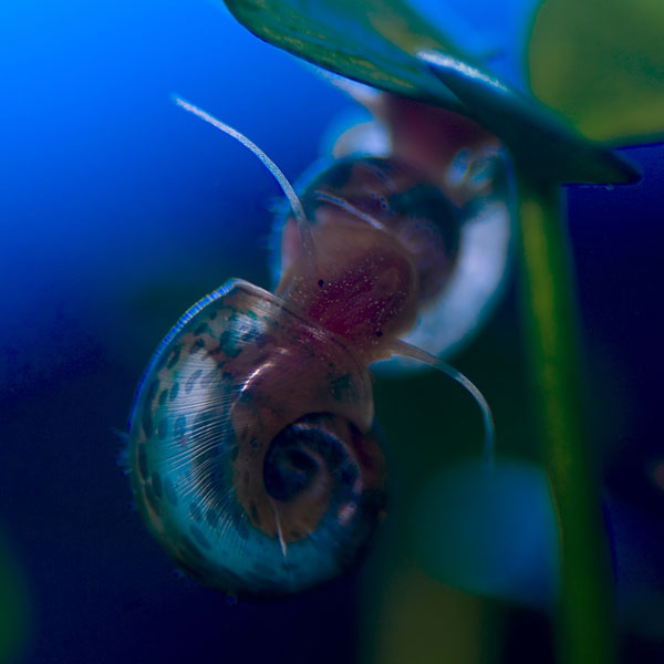 underwater photography inspiration