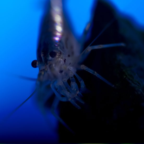 underwater photography inspiration