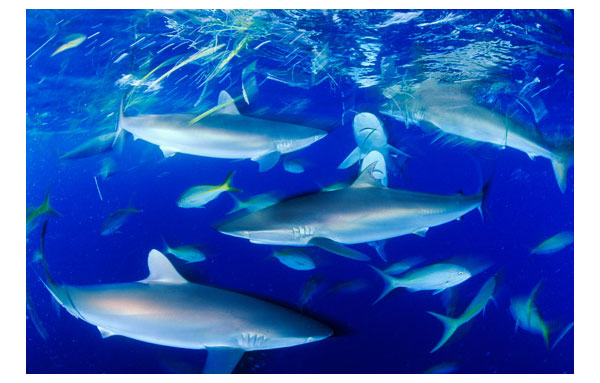 underwater photography inspiration
