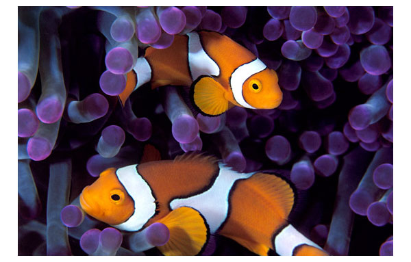 underwater photography inspiration