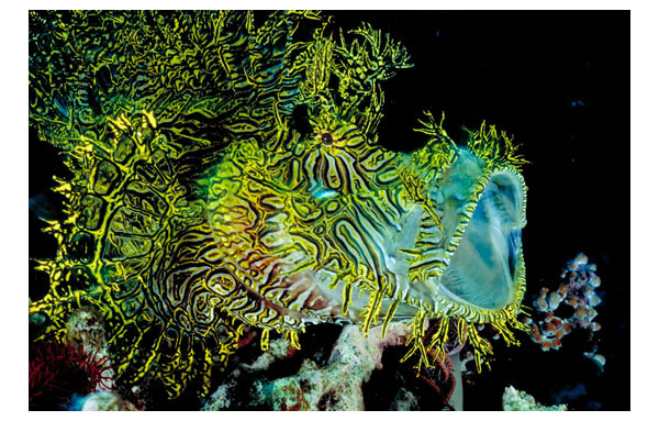 underwater photography inspiration