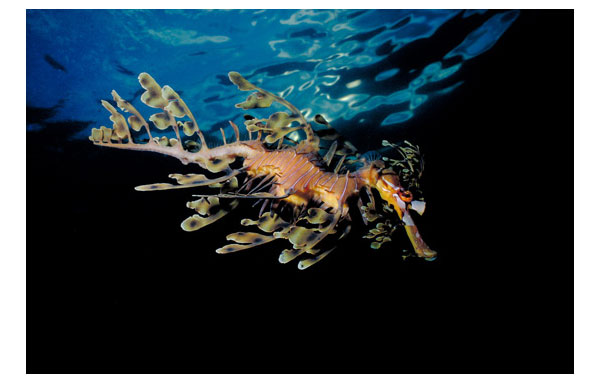 underwater photography inspiration