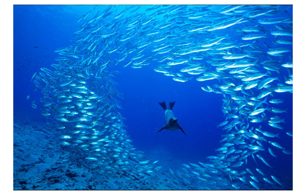 underwater photography inspiration
