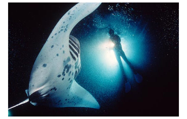 underwater photography inspiration