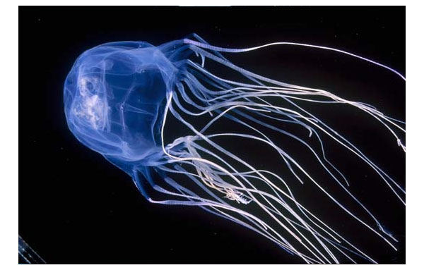 underwater photography inspiration