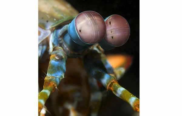 underwater photography inspiration