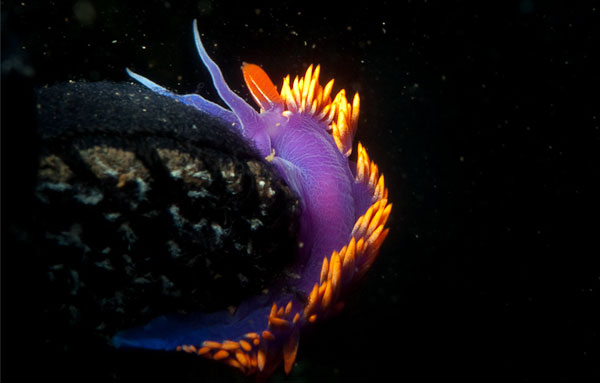 underwater photography inspiration