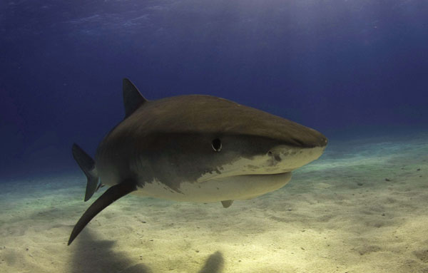 underwater photography inspiration