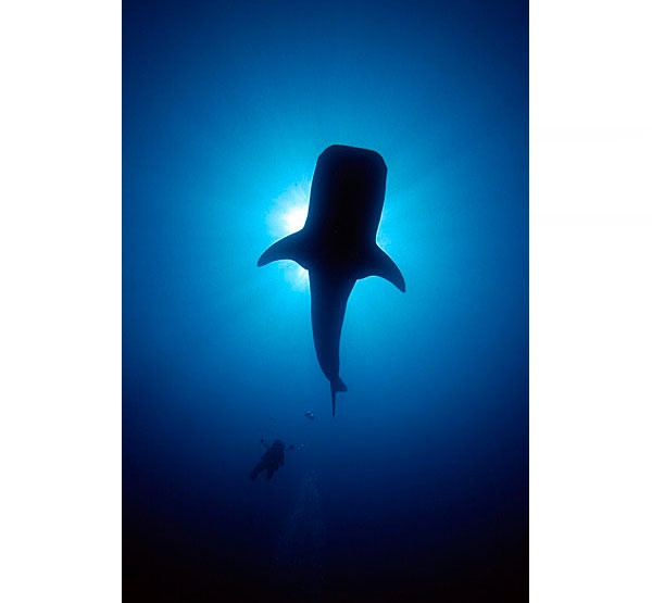 underwater photography inspiration