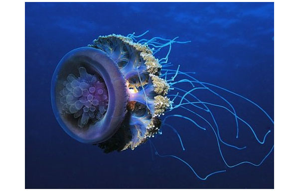 underwater photography inspiration