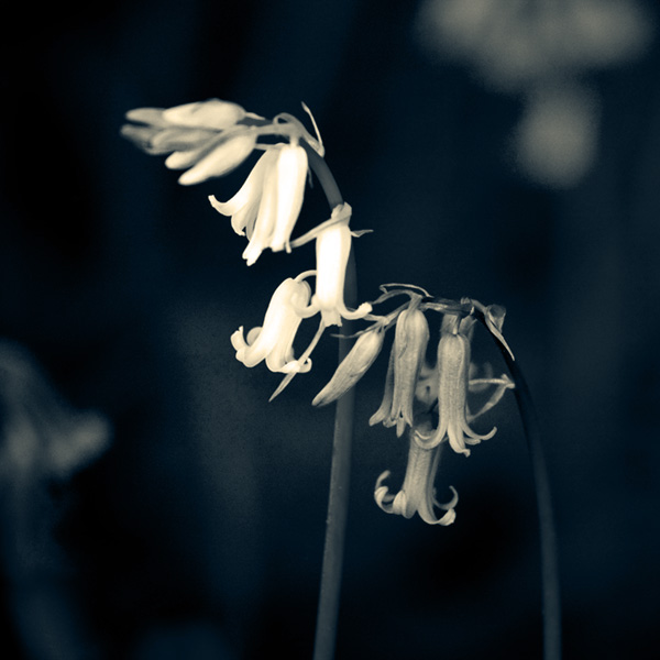 black and white toning