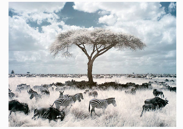 infrared photography examples