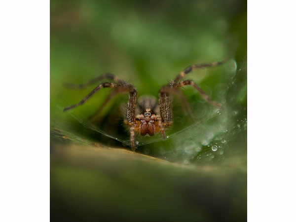 macro photography examples inspiration