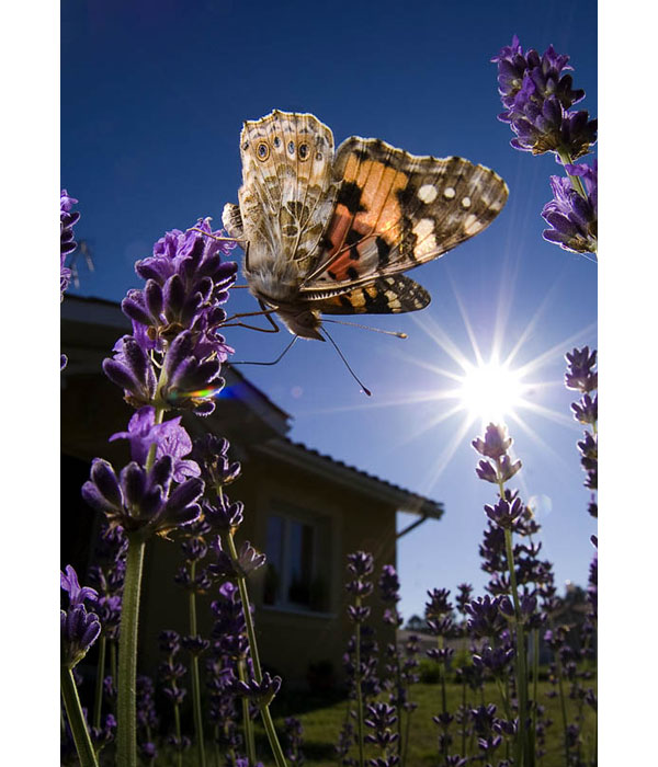macro photography examples inspiration