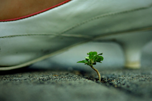 macro photography examples inspiration