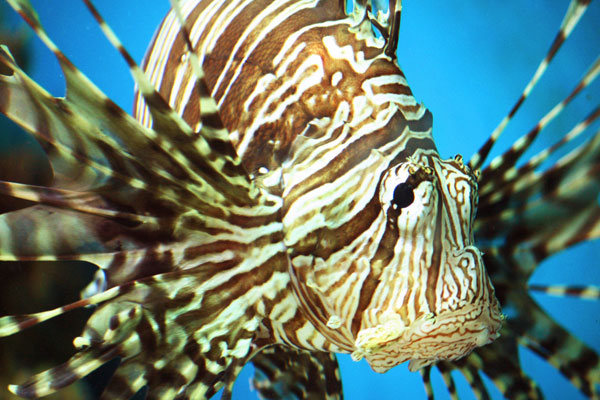 macro photography examples inspiration
