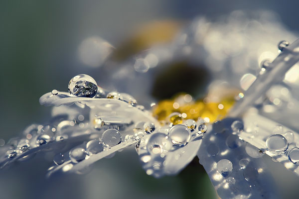 macro photography examples inspiration