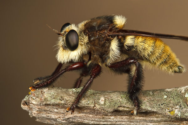 macro photography examples inspiration