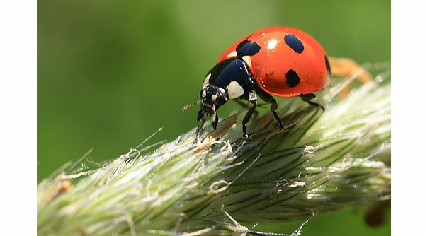 macro photography examples inspiration