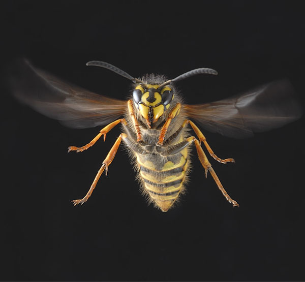 macro photography examples inspiration