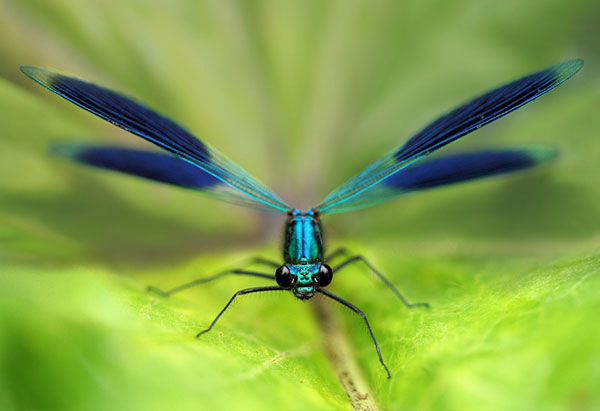 macro photography examples inspiration