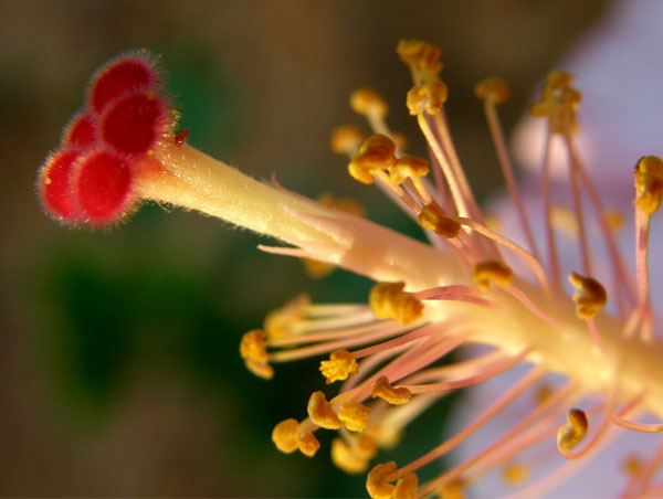 macro photography examples inspiration
