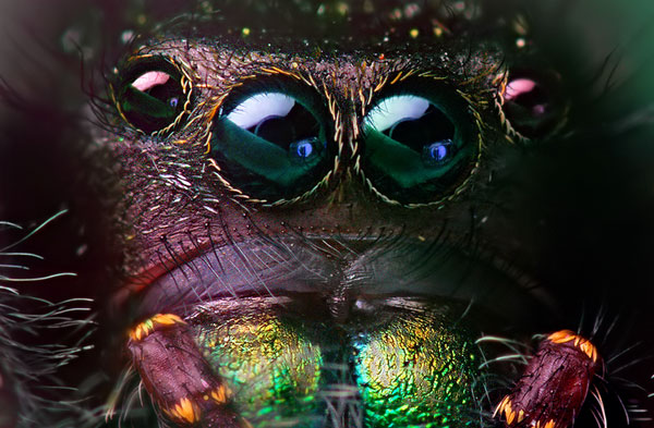 macro photography examples inspiration