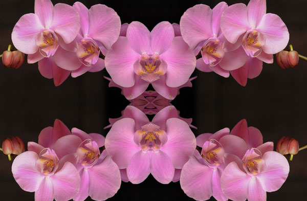 macro photography examples inspiration