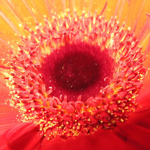 macro photography examples inspiration