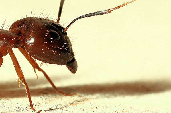 macro photography examples inspiration