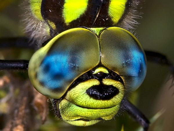 macro photography examples inspiration