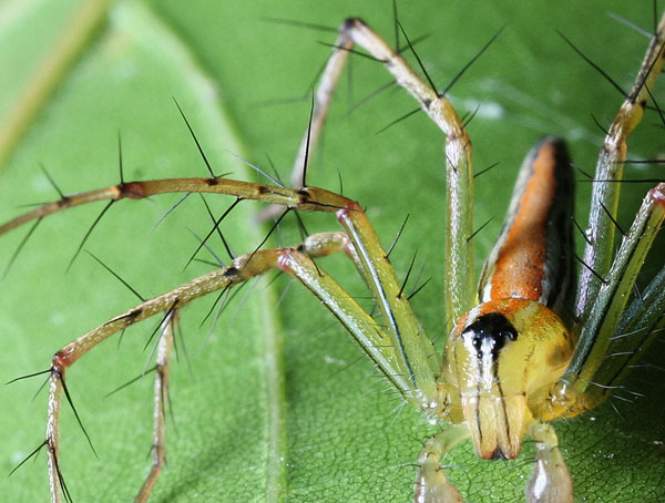 macro photography examples inspiration
