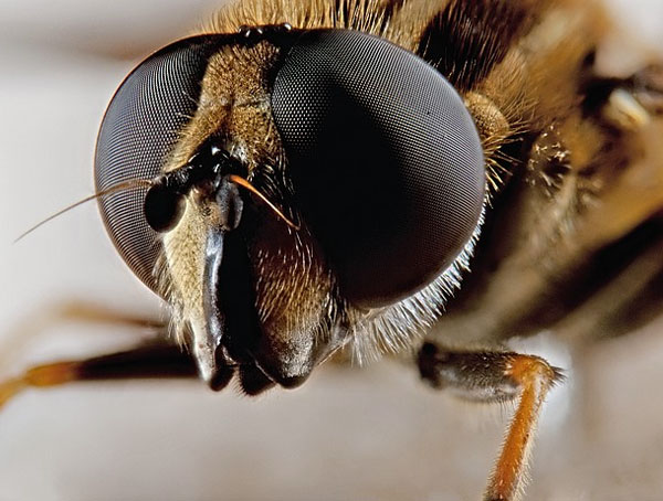 macro photography examples inspiration