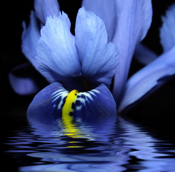 macro photography examples inspiration