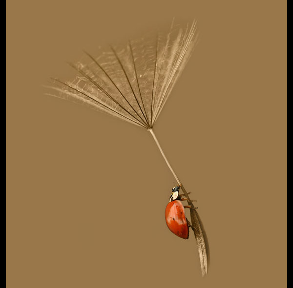 macro photography examples inspiration