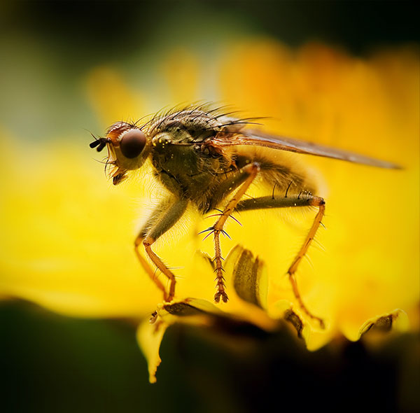 macro photography examples inspiration